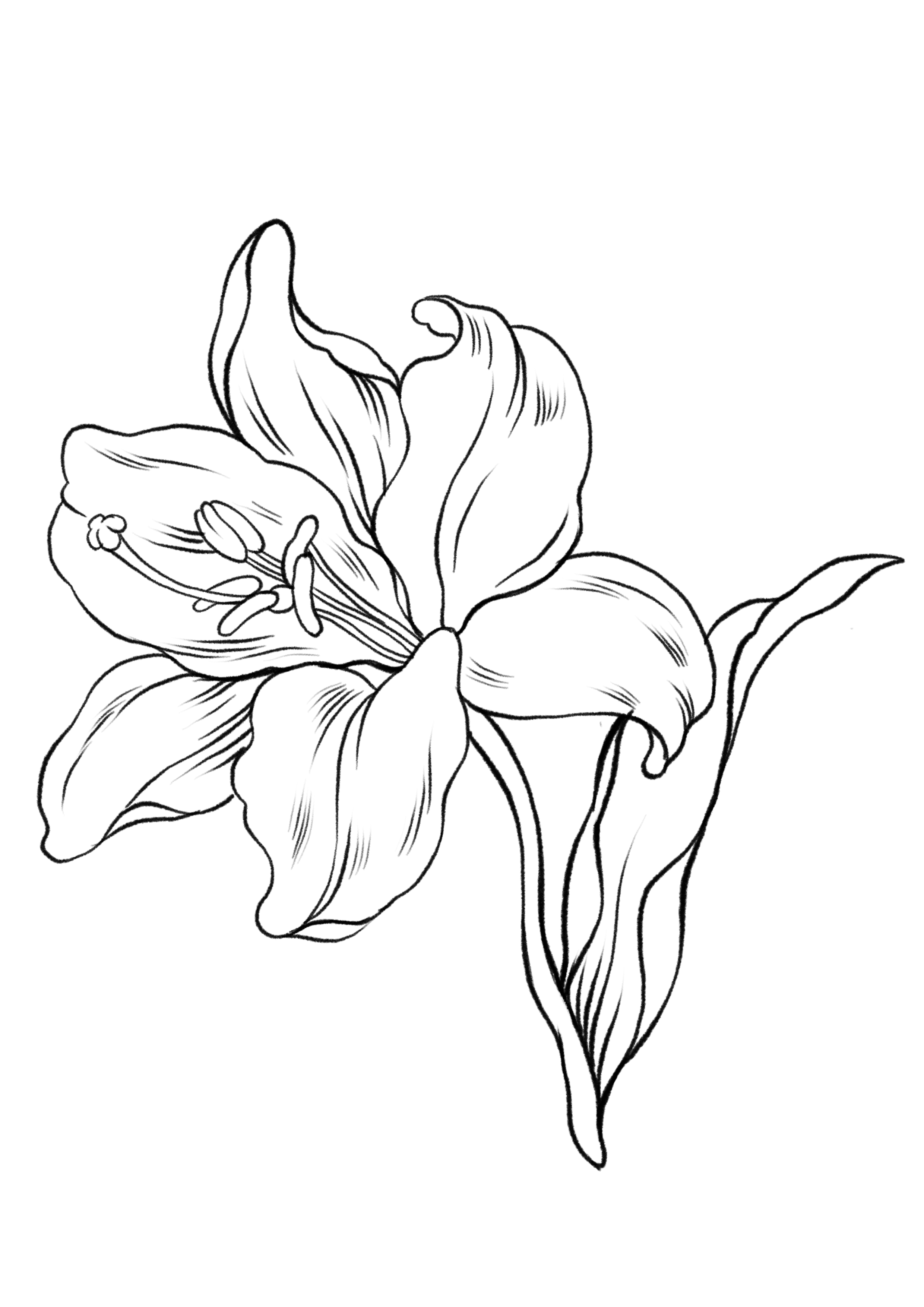 Unleash your creativity with free procreate coloring pages